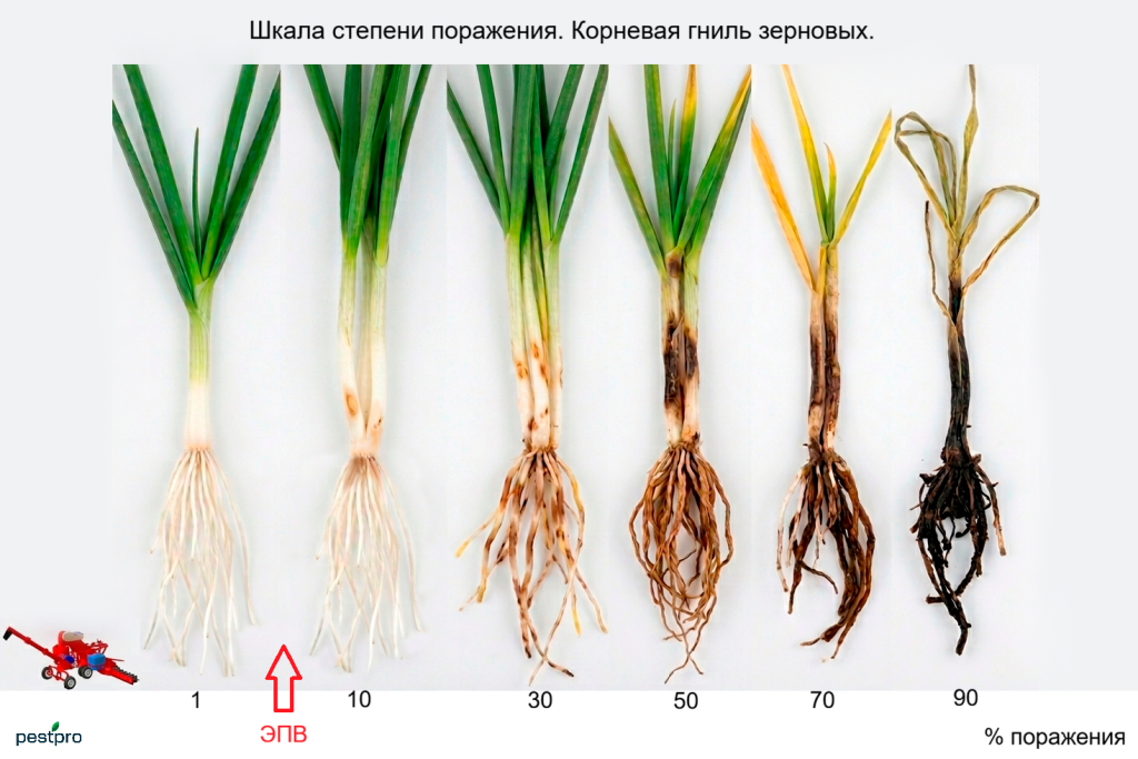 kornevaya_gnil.png