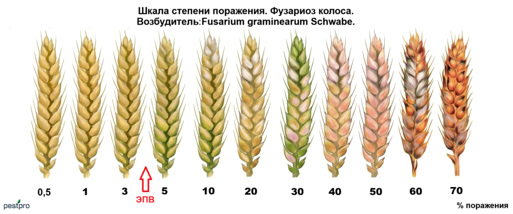 fusarioz kolosa.png fusarioz kolosa.png