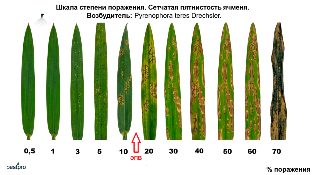 setchataya pytnistost yachmen.png setchataya pytnistost yachmen.png