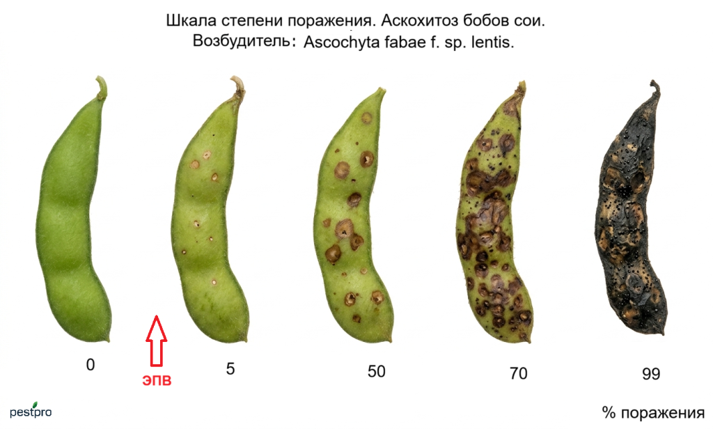askohitoz boby.png askohitoz boby.png
