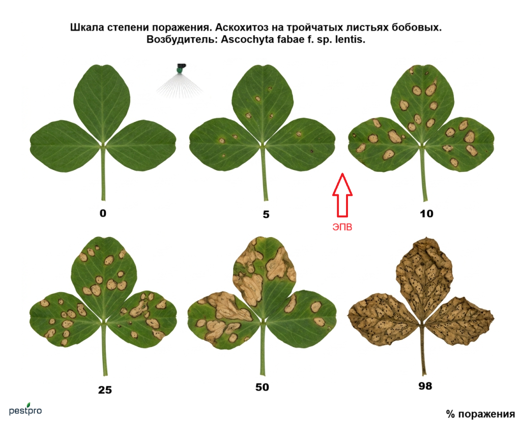 askohitoz listya.png askohitoz listya.png