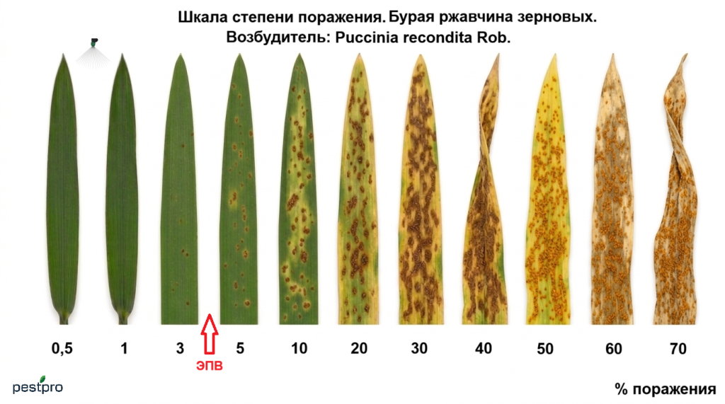buraya zhavchina zernovie.png buraya zhavchina zernovie.png