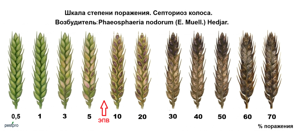 septorioz kolosa.png septorioz kolosa.png