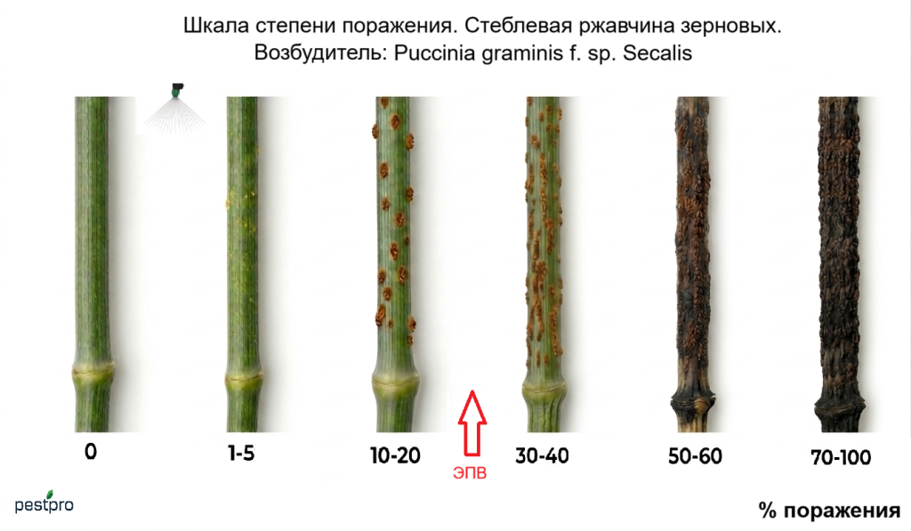 steblevaya rzavchina.png steblevaya rzavchina.png