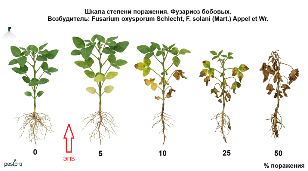 fuzarioz soya.png fuzarioz soya.png